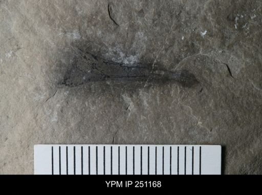 Cooksonia sp.
