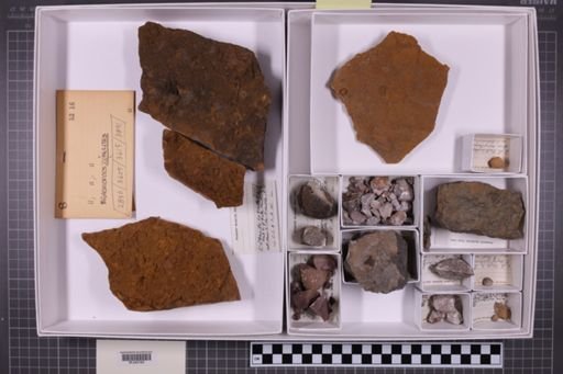 mixed taxa, stratigraphic collection