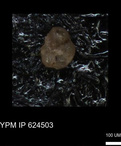 undet. Foraminiferida