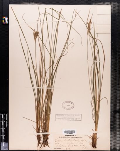Carex lenticularis