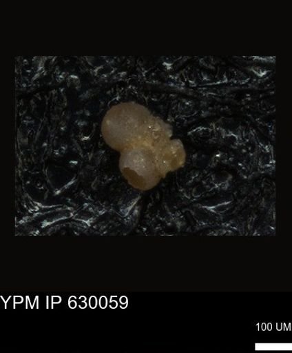 undet. Foraminiferida