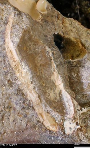 undet. Bivalvia