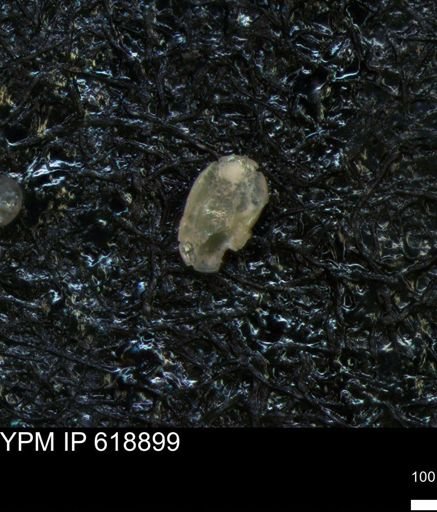 undet. Ostracoda