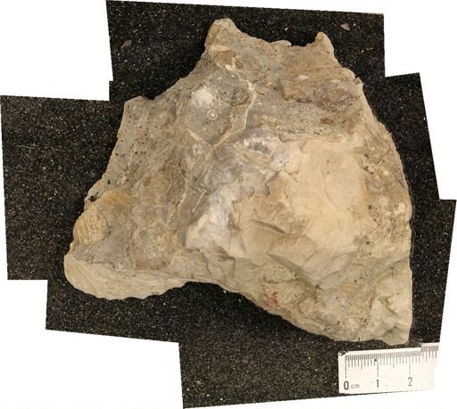 undet. Inoceramidae