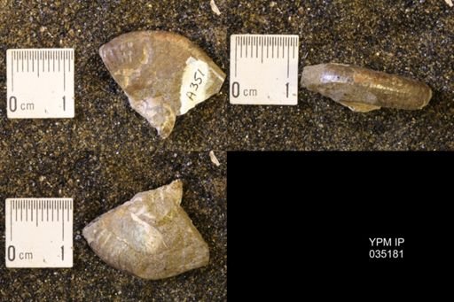 Discoscaphites rossi