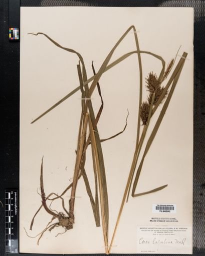 Carex lupulina