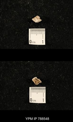 undet. Brachiopoda