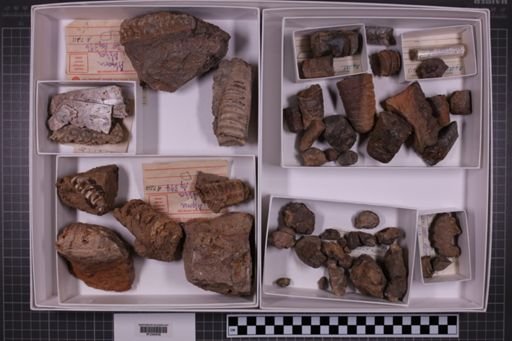 mixed taxa, stratigraphic collection