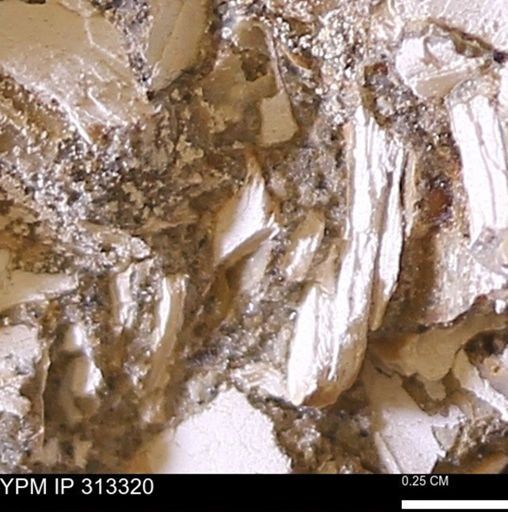 Corbicula sp.