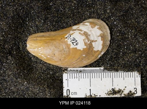 Modiolus galpinianus