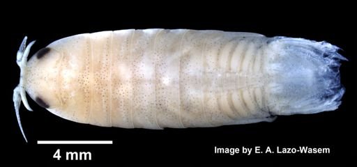 Politolana concharum