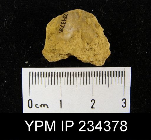 Marginifera wabashensis