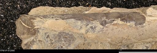 Baculites sp.