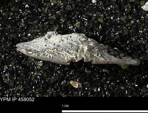 Strophodonta sp.