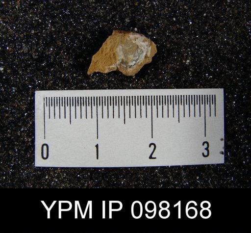 Nucleospira ventricosa