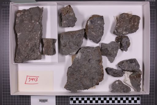 mixed taxa, stratigraphic collection
