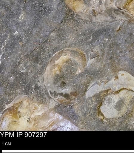 undet. Mollusca
