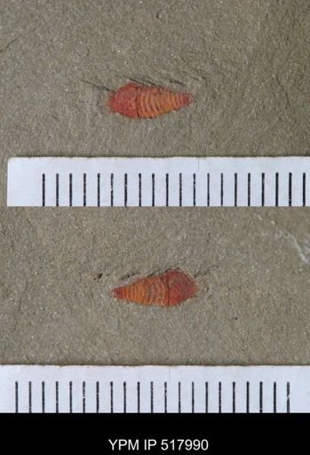 undet. Synziphosurina