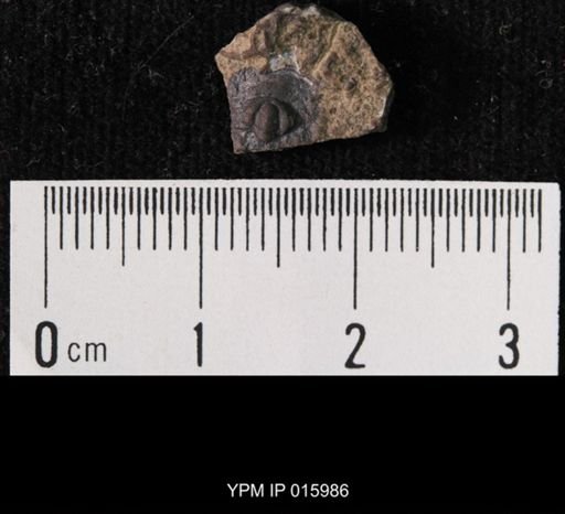 Tricrepicephalus sp.