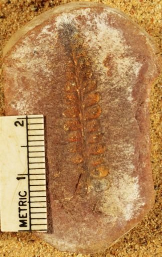 Pecopteris