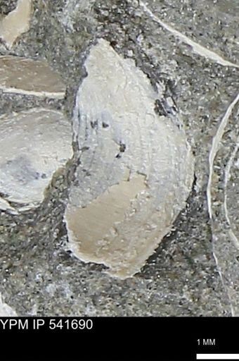 Limopsis striatopunctatus