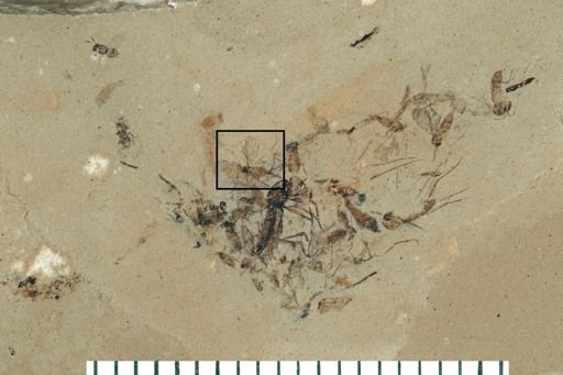 Diptera