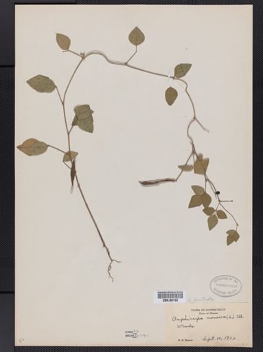 Amphicarpaea bracteata