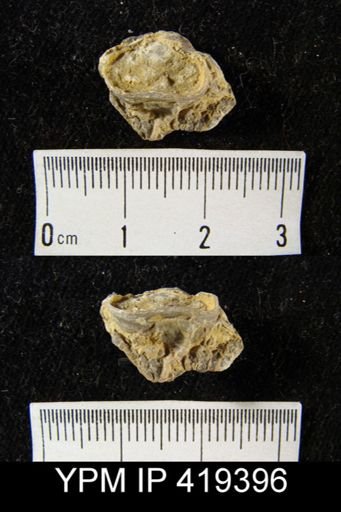 Teguliferina sp.