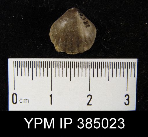 undet. Rhynchonellida