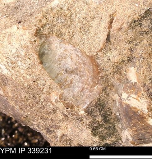 undet. Mollusca
