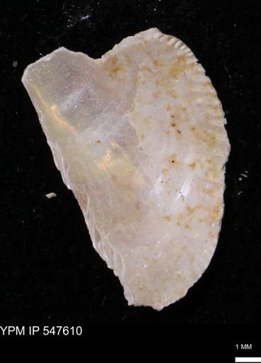 Modiola hamatus