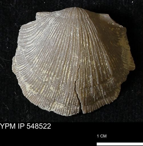 Stropheodonta navalis
