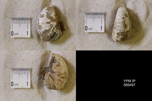 undet. Scaphitidae