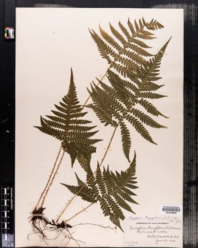 Dryopteris phegopteris
