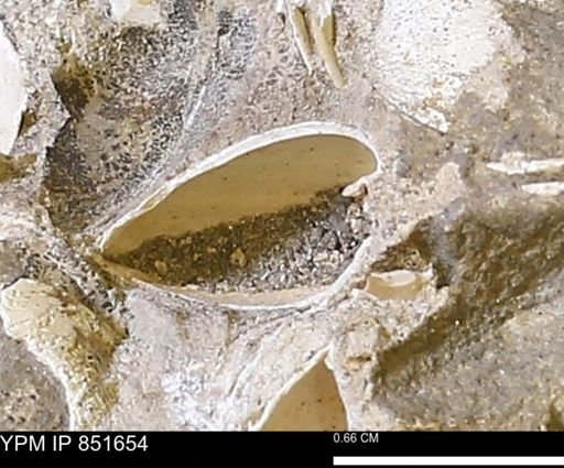 Limopsis striatopunctatus