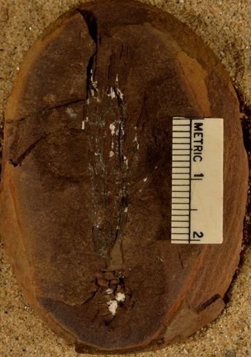Lepidodendron