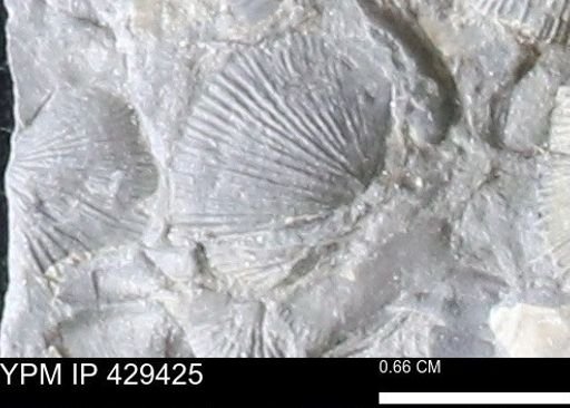 Devonochonetes scitulus