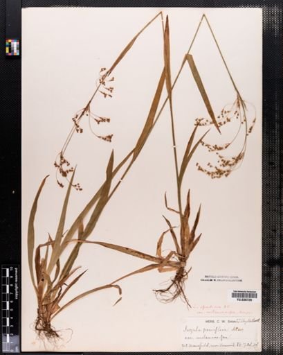 Luzula parviflora