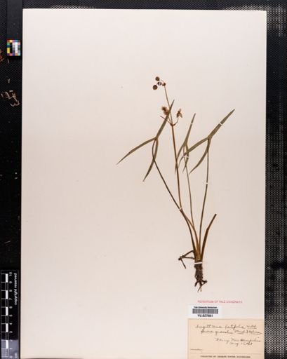 Sagittaria latifolia