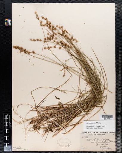 Carex echinata
