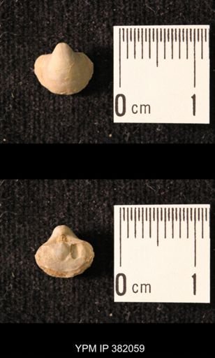 Ambocoelia planoconvexa