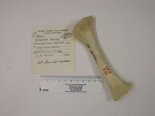 Teleoceras fossiger