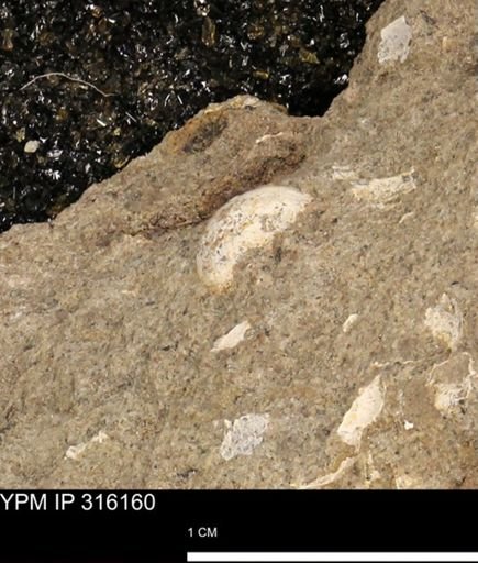 undet. Mollusca