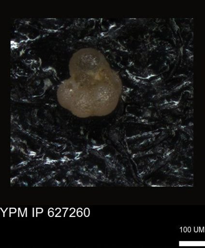 undet. Foraminiferida