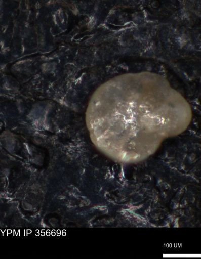 undet. Foraminiferida