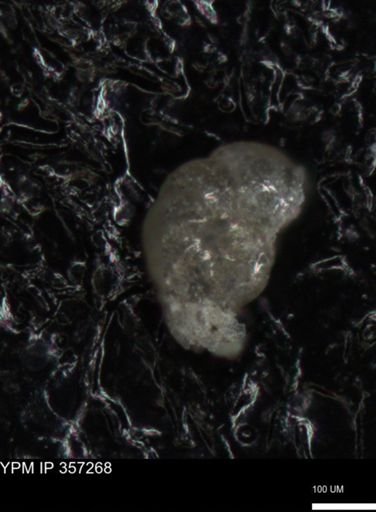 undet. Foraminiferida