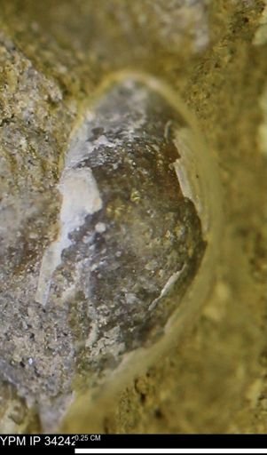 undet. Bivalvia