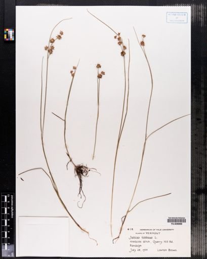 Juncus nodosus