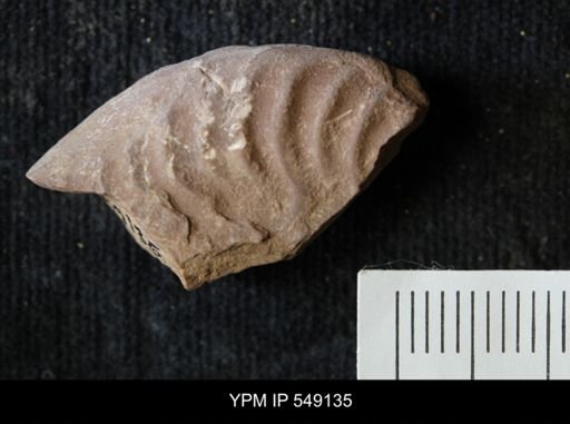 undet. Ammonoidea