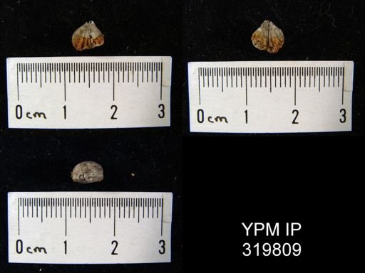 Rhynchopora sp.